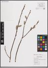 Foto von Salix discolor Muhl.